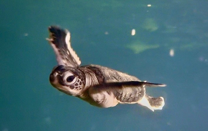 沖縄の海を守る　読谷村でウミガメ祭！